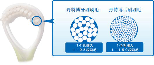 舌刷 bristle No. of bristle in 1 hole~150